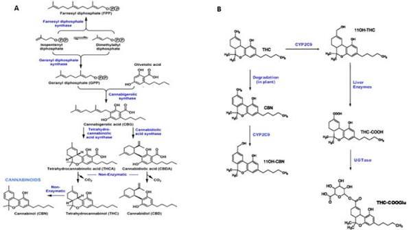 Bagaimana Data Penelitian Membantu Menentukan Penggunaan Obat Berbasis Cannabinoid?